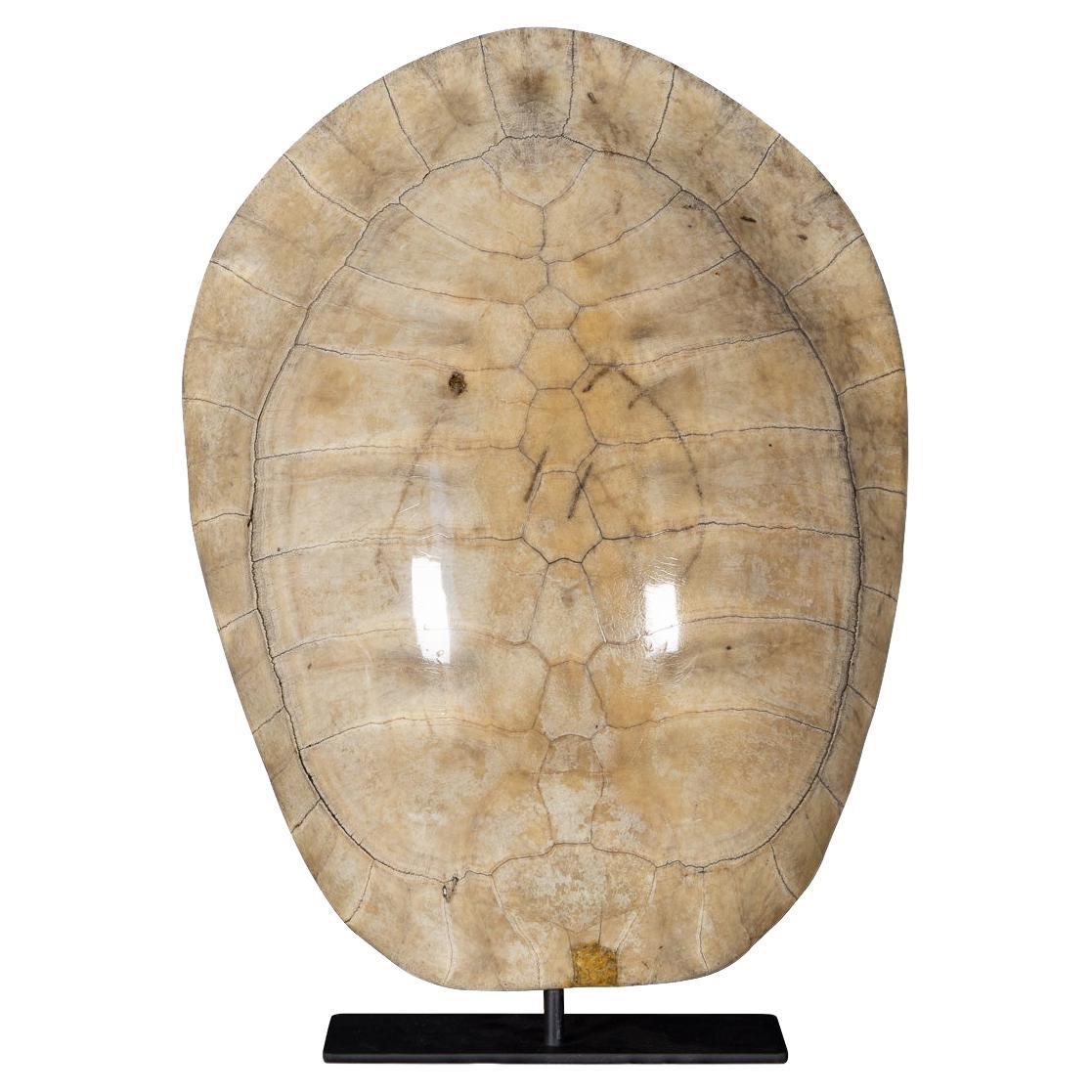 Antiguo caparazón de tortuga "rubia" victoriana del siglo XX sobre soporte c.1900