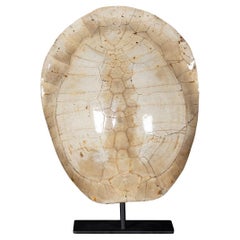 Antique 20th Century Victorian Small "Blonde" Turtle Shell On Stand c.1900