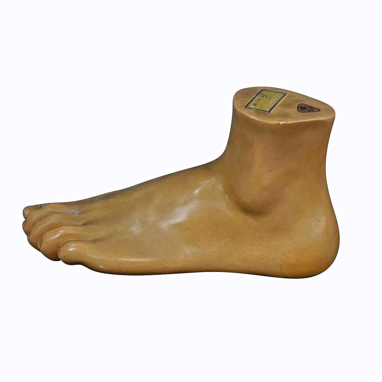 Antique 3D Anatomical Foot Model Made by SOMSO ca. 1930

A delicately handpainted and highly detailed anatomical foot model for class. It is made of papier mâché and plaster, manufactured by SOMSO, Germany ca. 1930. (manufacturer paper lable and