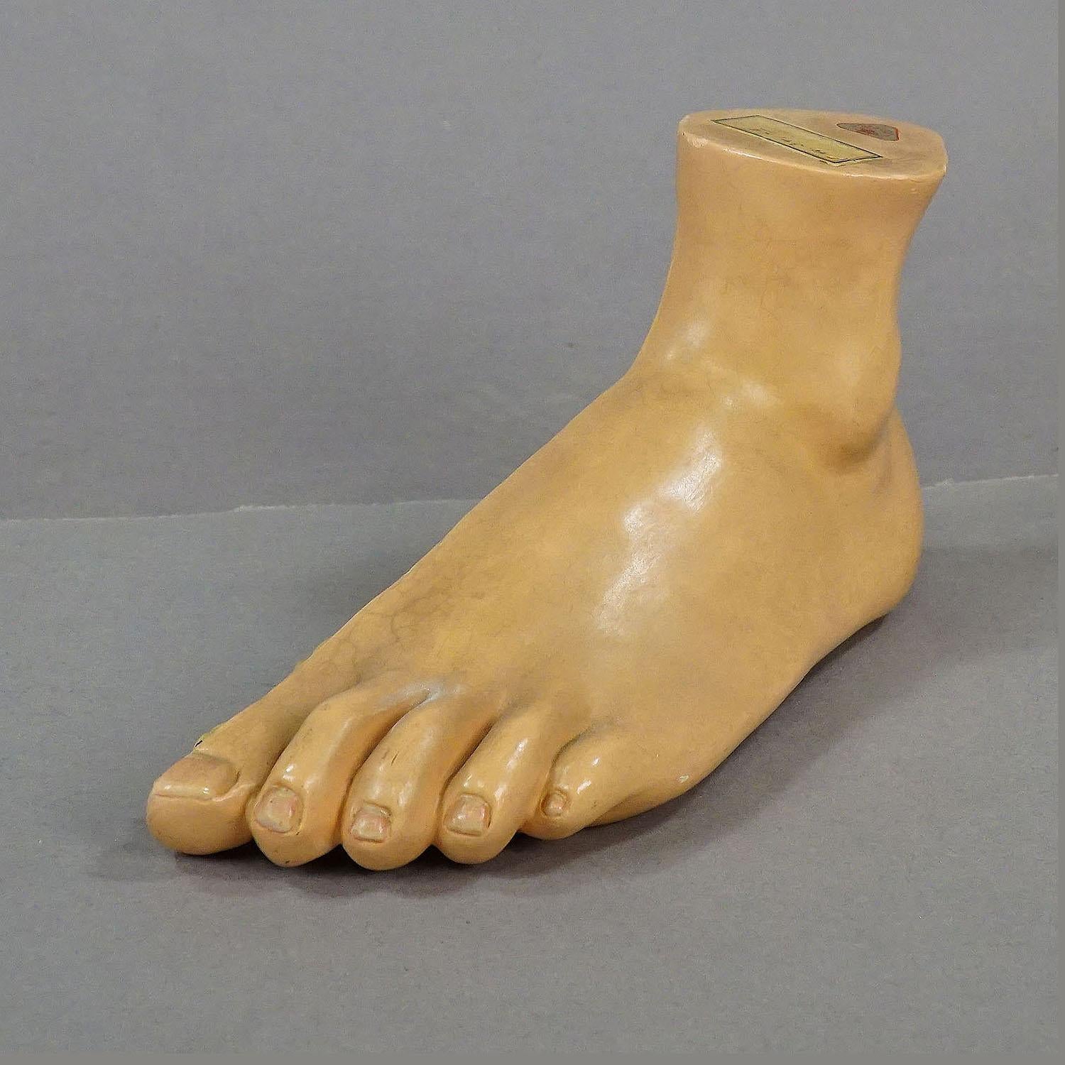 Antikes 3D- Anatomisches Fußmodell von SOMSO, hergestellt von SOMSO, ca. 1930 (Sonstiges) im Angebot