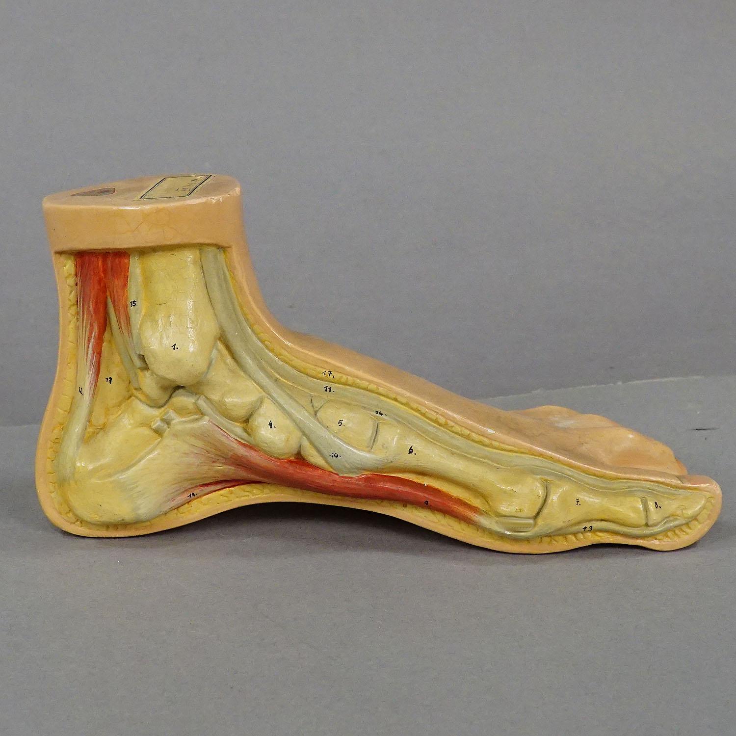 German Antique 3D Anatomical Foot Model Made by SOMSO ca. 1930 For Sale