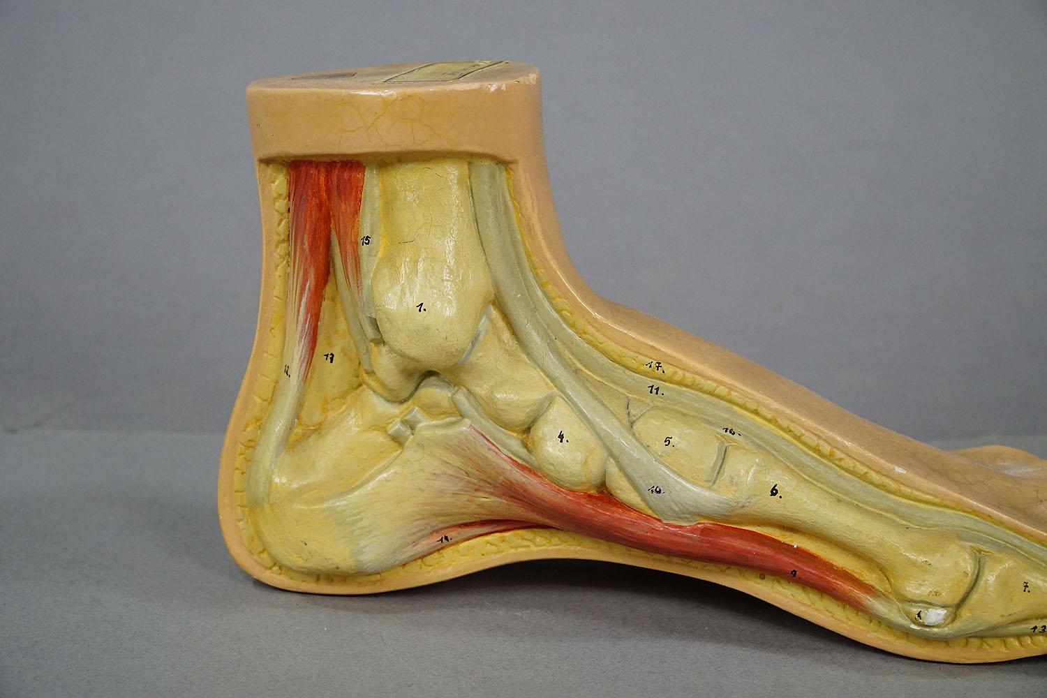 Antique 3D Anatomical Foot Model Made by SOMSO ca. 1930 In Good Condition For Sale In Berghuelen, DE