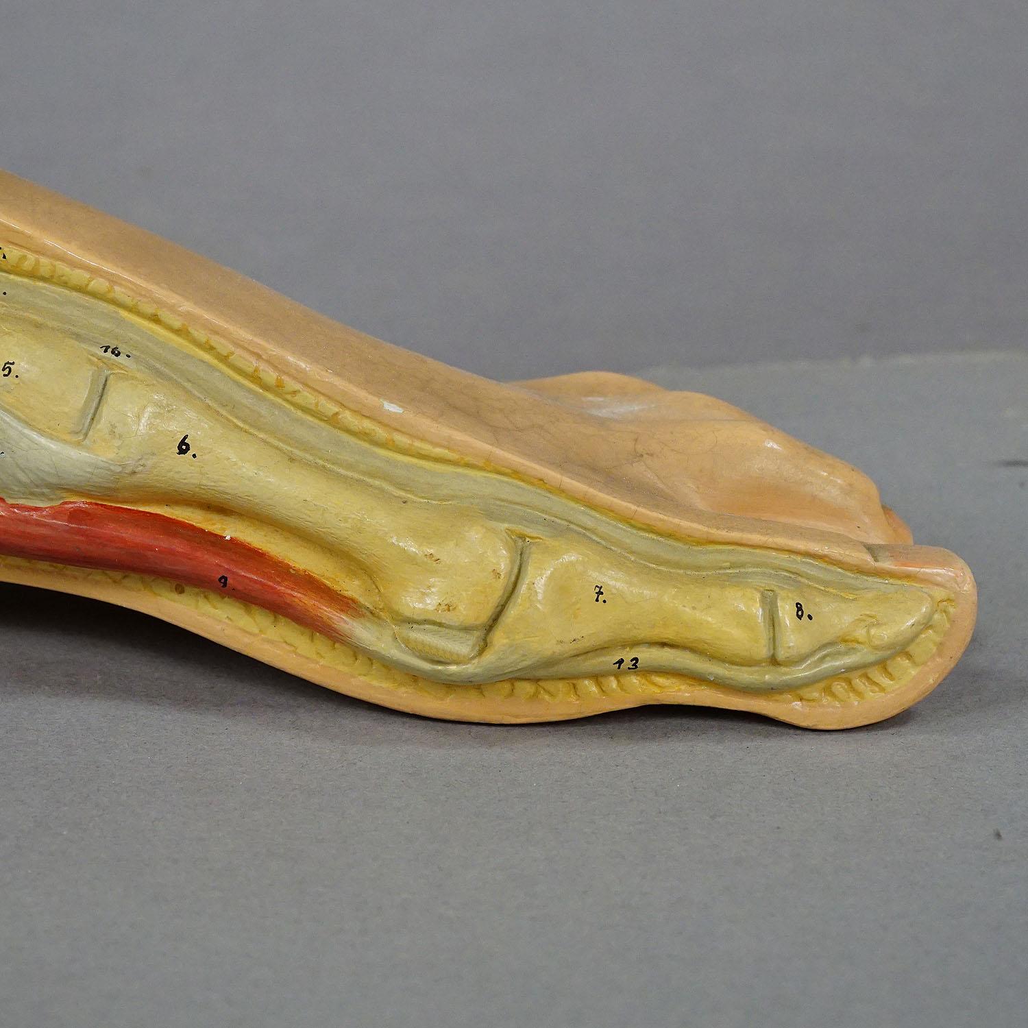 20th Century Antique 3D Anatomical Foot Model Made by SOMSO ca. 1930 For Sale