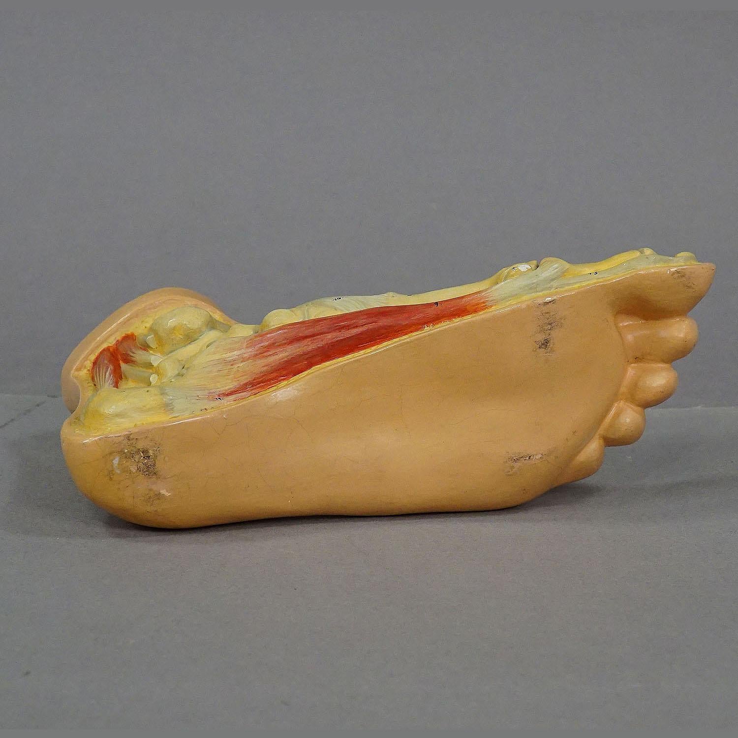 Plaster Antique 3D Anatomical Foot Model Made by SOMSO ca. 1930 For Sale