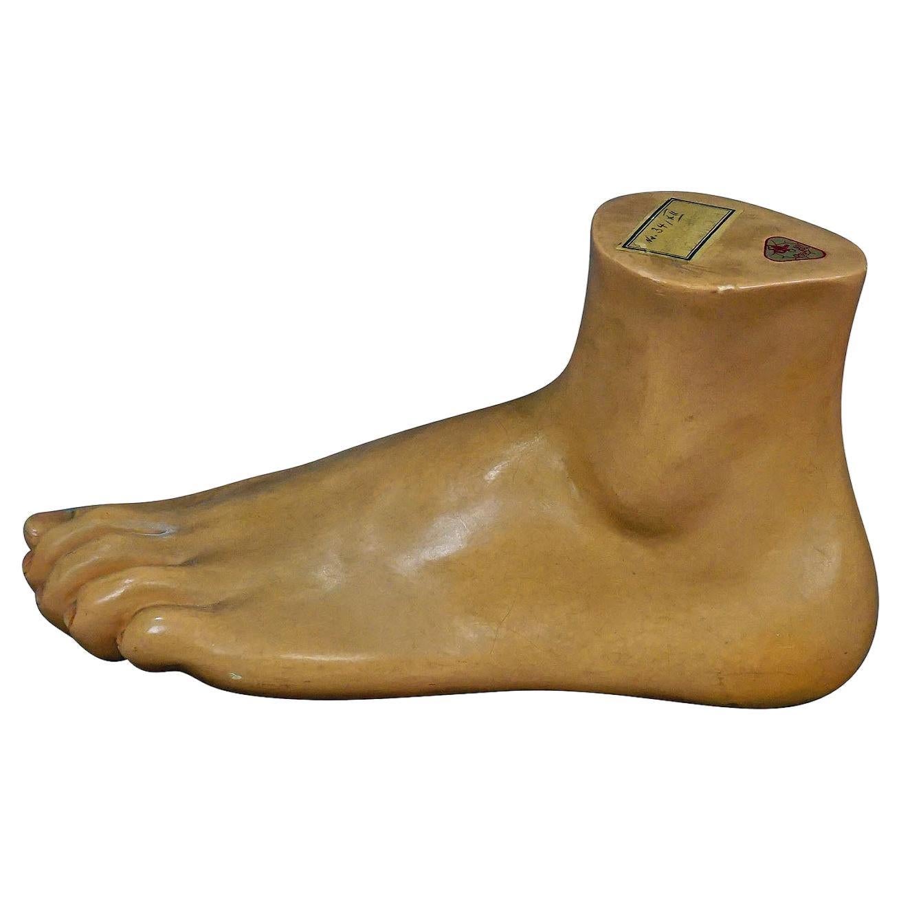 Antique 3D Anatomical Foot Model Made by SOMSO ca. 1930