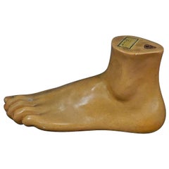 Antique 3D Anatomical Foot Model Made by Somso, circa 1930