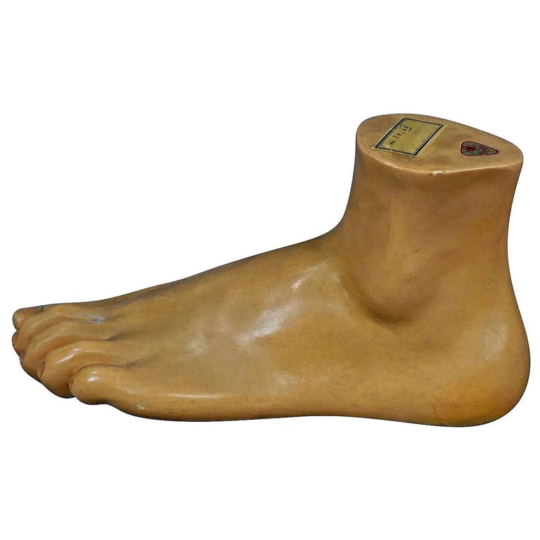 Antique 3D Anatomical Foot Model Made by Somso, circa 1930 For Sale