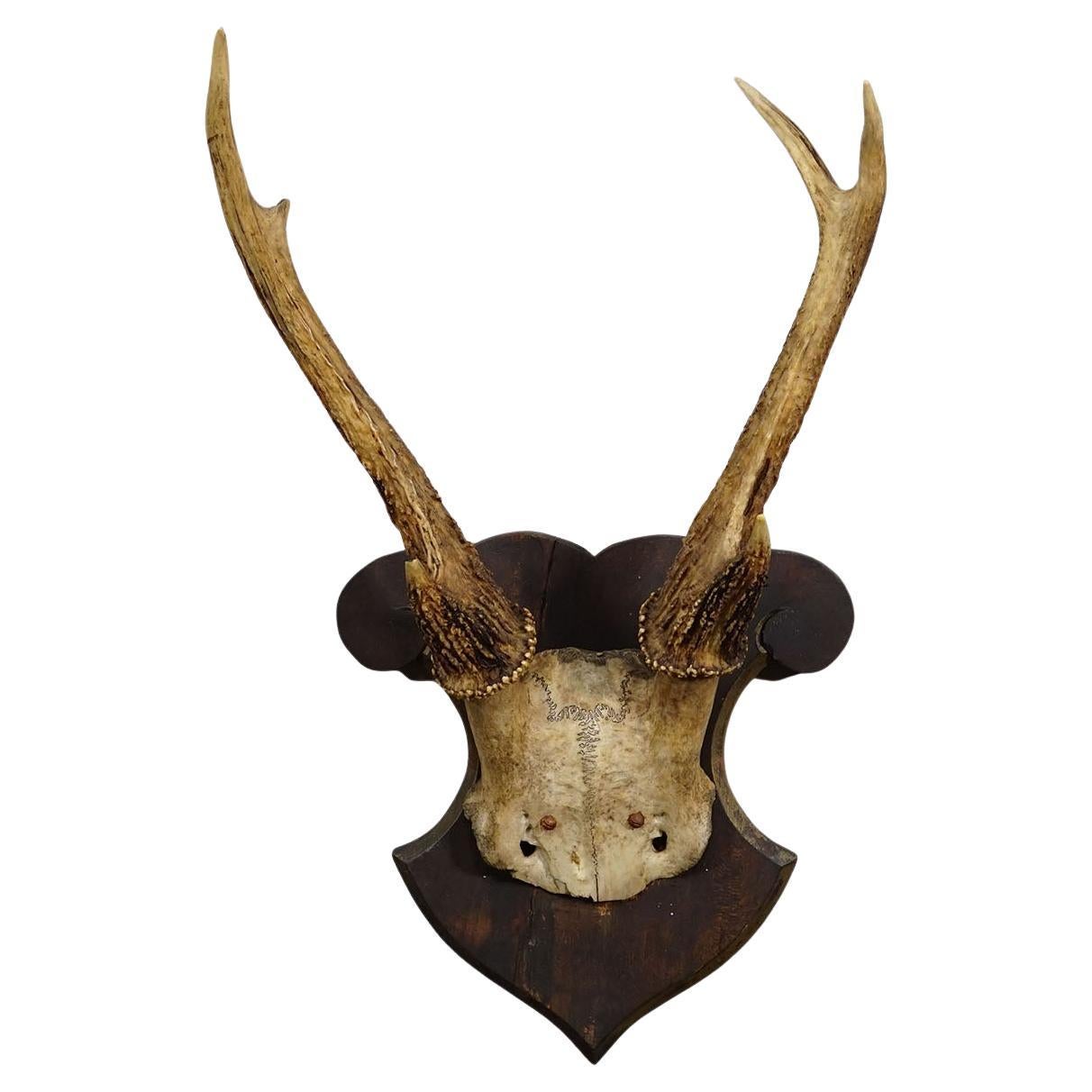 Antique 6 pointer Siberian Deer Trophy on Wooden Plaque, ca. 1940s For Sale