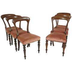 Antique 6 Victorian Mahogany Dining Chairs John Taylor & Son:: Scotland 1860 1723