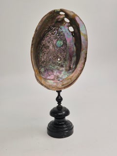 Conchiglia di abalone d’epoca su una base in legno tornito, Gabinetti delle curiosità.