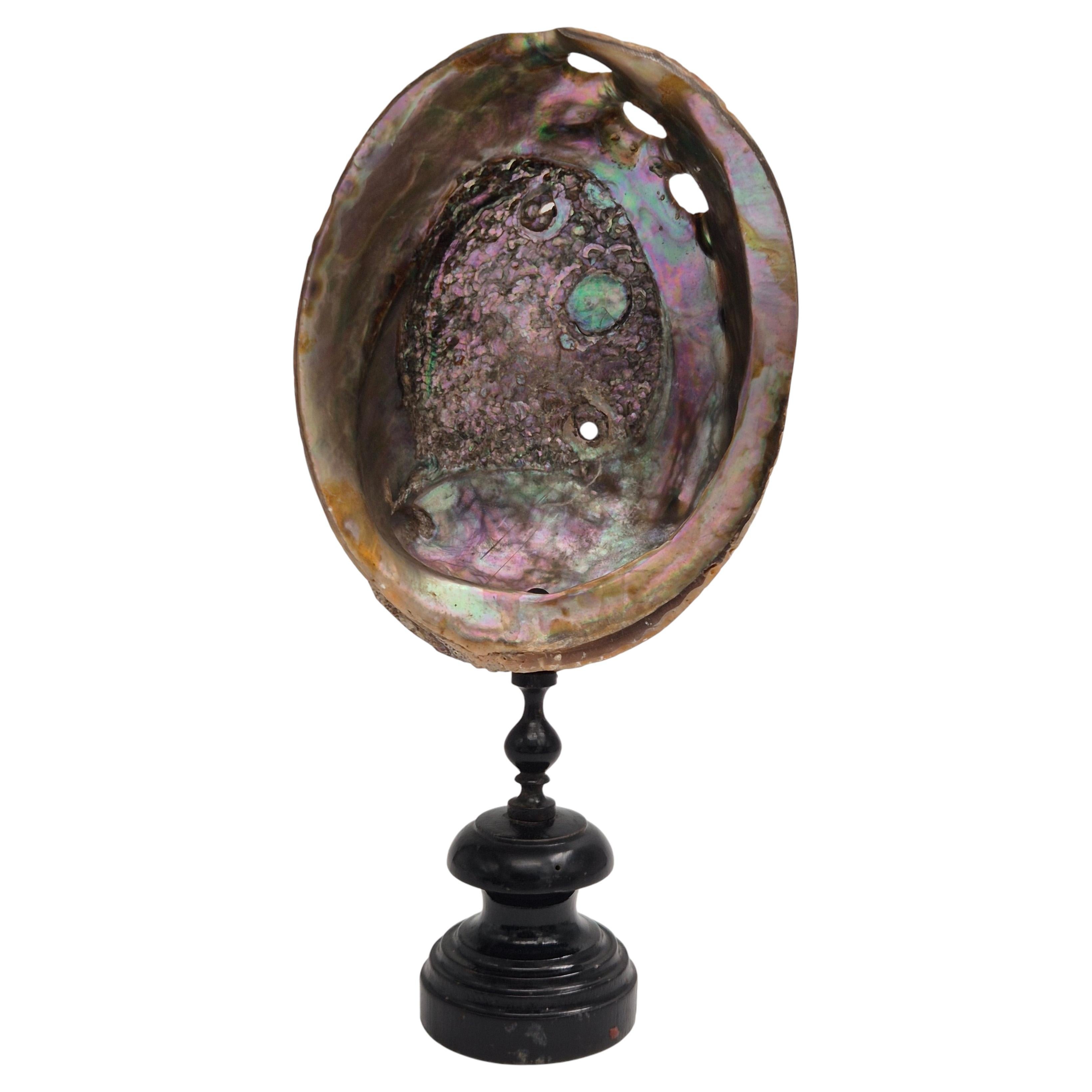 Antique Abalone Shell on a turned wooden base, Cabinets of Curiosities. For Sale