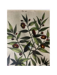 Antique Abraham Munting Hand Colored Botanical Print in Trobridge Frame, 1696