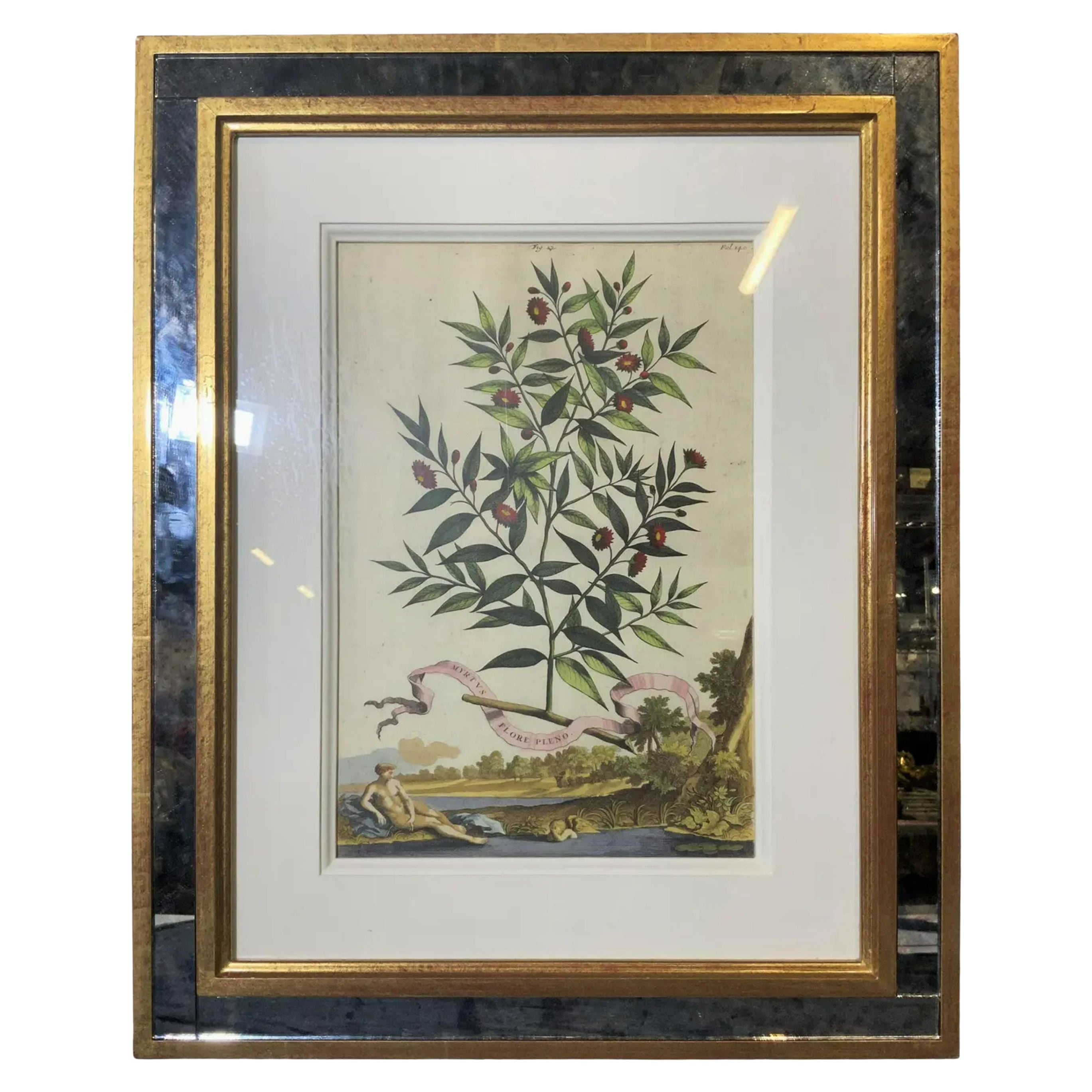 Antique Abraham Munting Hand Colored Botanical Print in Trobridge Frame, 1696
