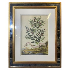 Antique Abraham Munting Hand Colored Botanical Print in Trobridge Frame, 1696