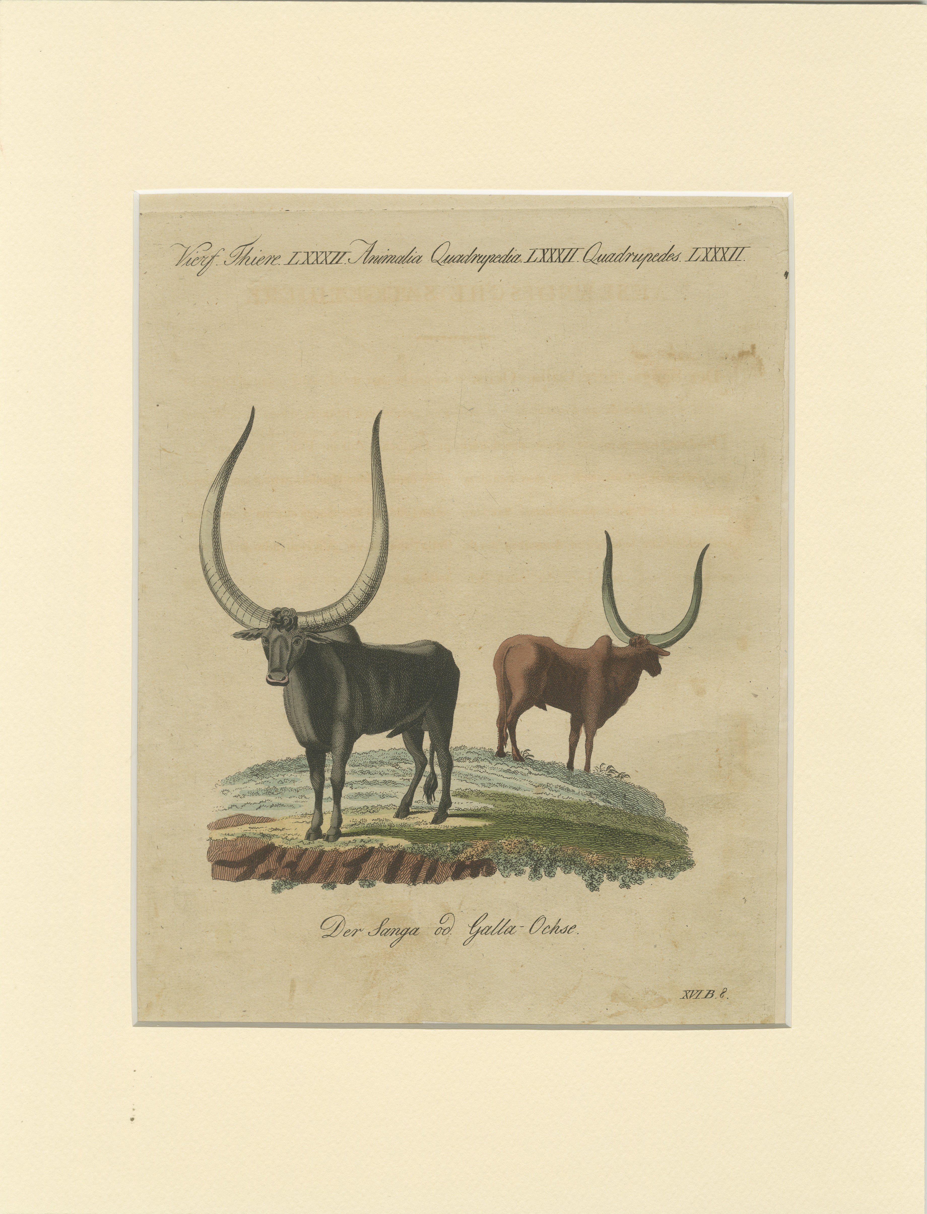 Antique African Sanga Longhorn Cattle Engraving – Bertuch, c.1810