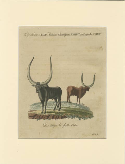 Antique African Sanga Longhorn Cattle Engraving – Bertuch, c.1810