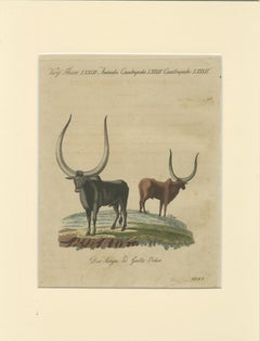 Grabado antiguo africano de un buey de cuernos largos de la tribu Sanga – Bertuch, h. 1810