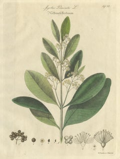 Antique Allspice Botanical Print, Myrtus Pimenta, Hand Colored, c.1831