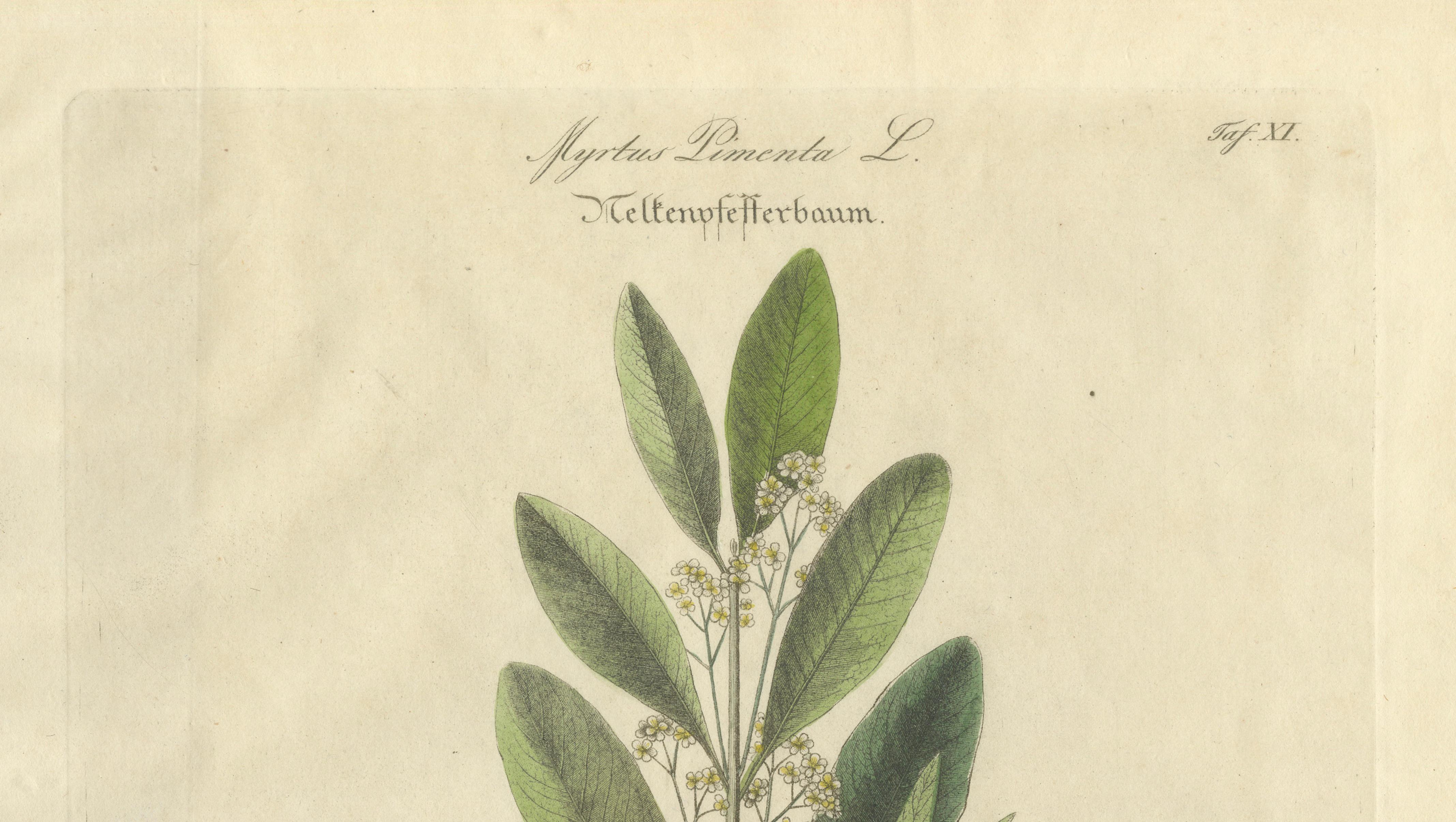 Antique Allspice Botanical Print, Myrtus Pimenta, Hand Colored, c.1831