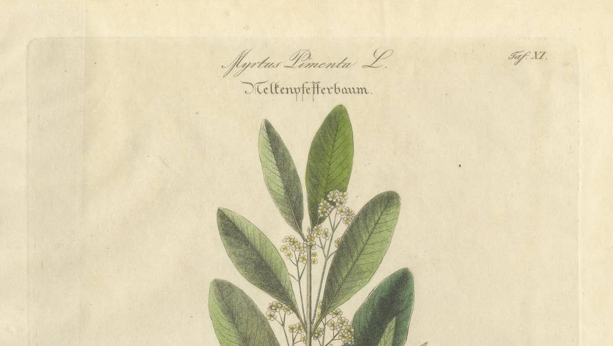 Antique Allspice Botanical Print, Myrtus Pimenta, Hand Colored, c.1831