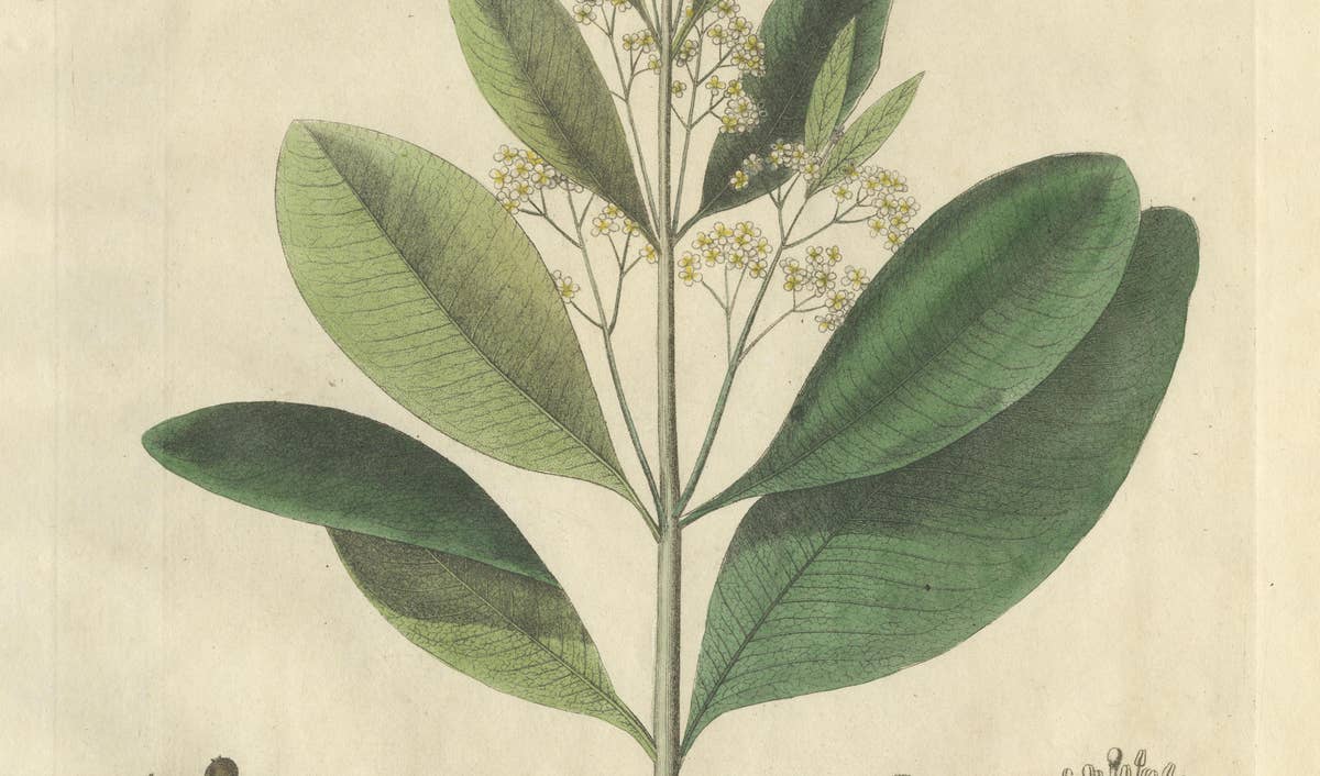 Antique Allspice Botanical Print, Myrtus Pimenta, Hand Colored, c.1831