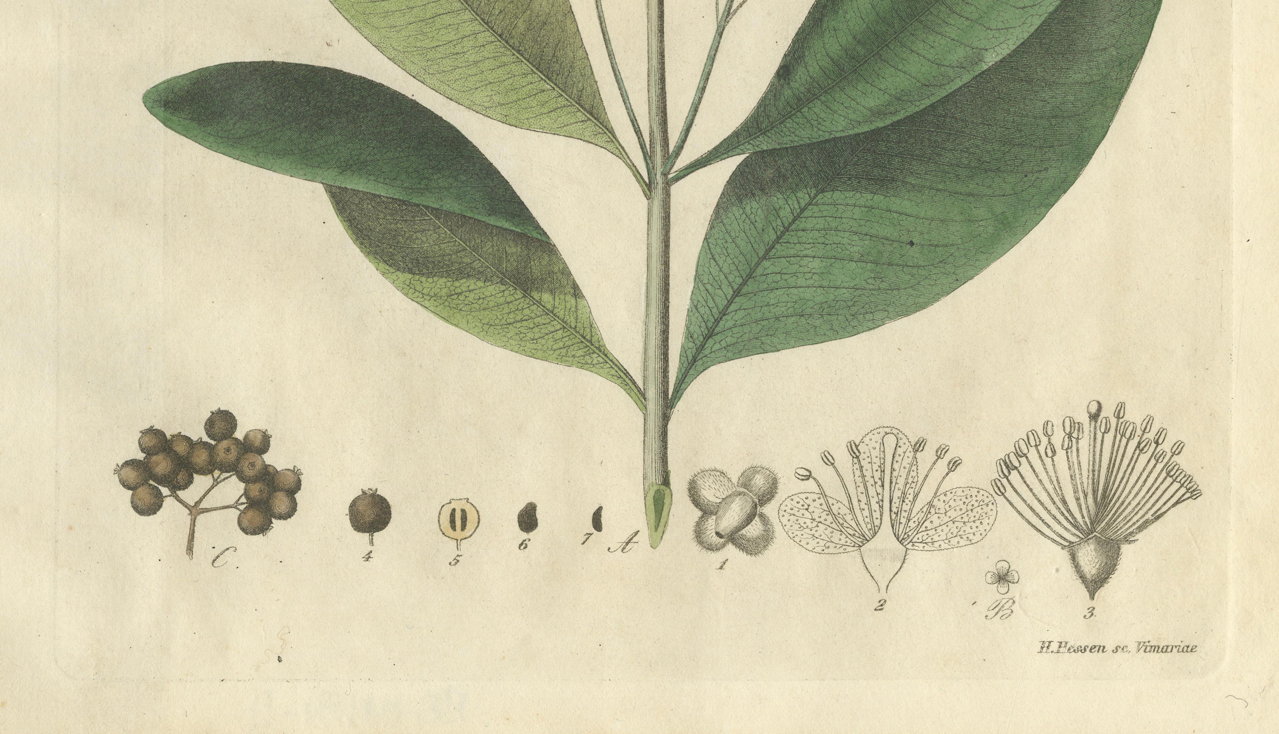 Antique Allspice Botanical Print, Myrtus Pimenta, Hand Colored, c.1831