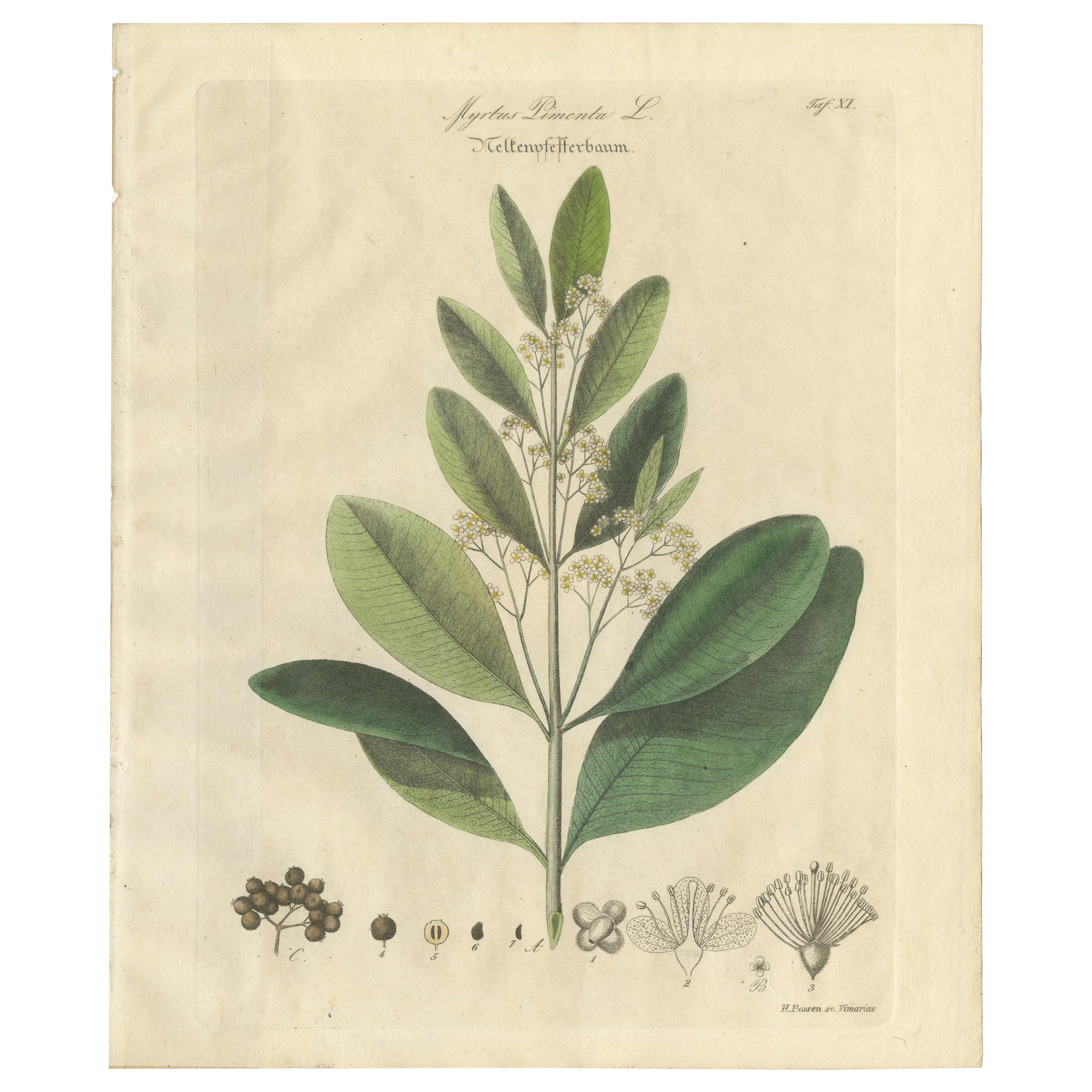 Antique Allspice Botanical Print, Myrtus Pimenta, Hand Colored, c.1831