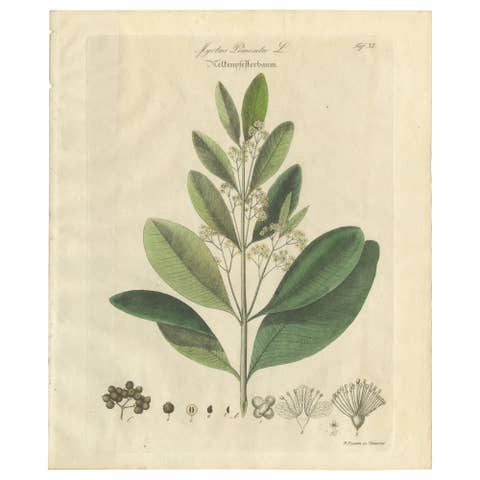 Antique Allspice Botanical Print, Myrtus Pimenta, Hand Colored, c.1831