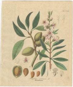 Antique Almond Botanical Print, Amygdalus Communis, Hand Colored, c.1831