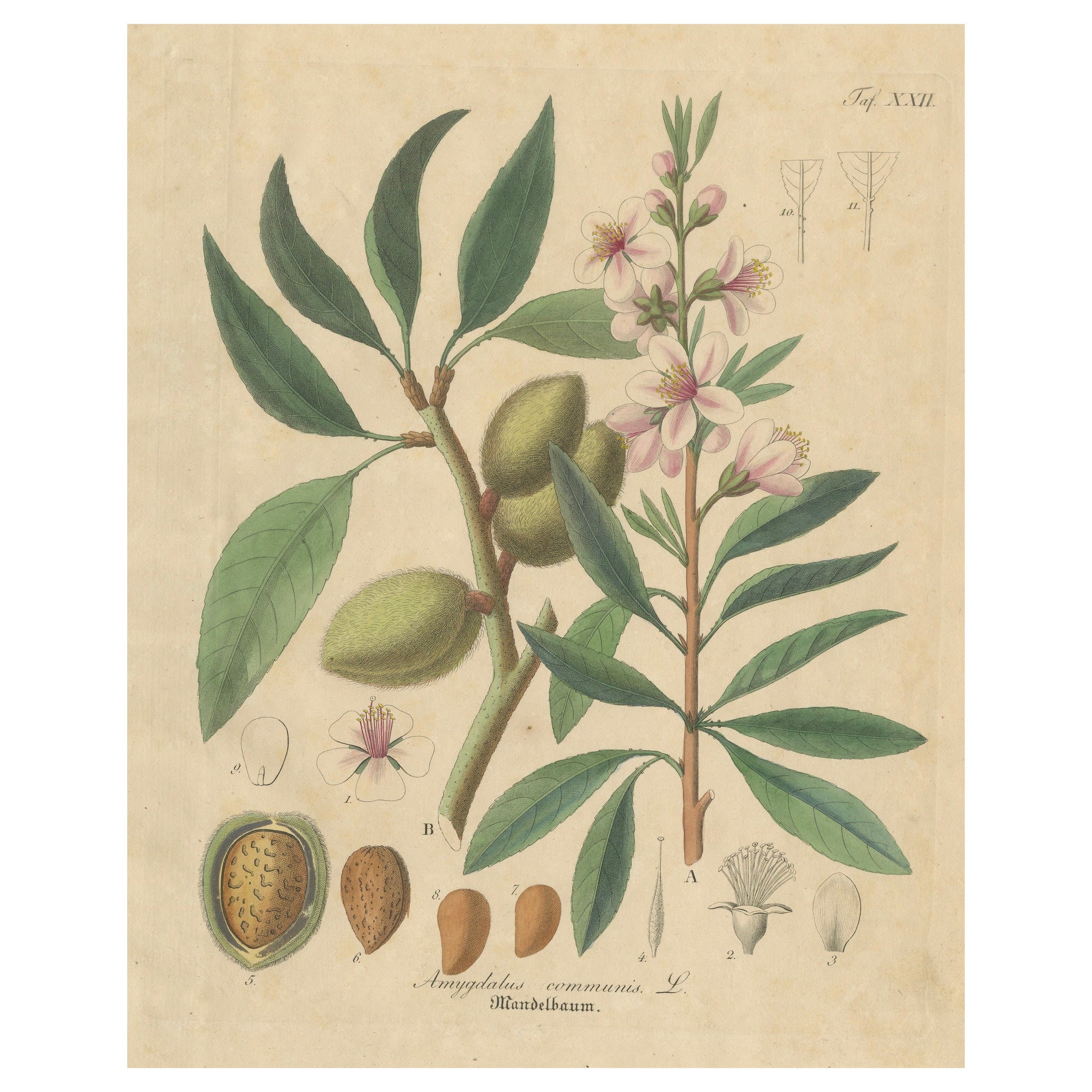 Antiker Mandel-Botanikdruck, Amygdalus Communis, handkoloriert, um 1831