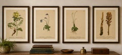 Antique Alpine Botanical Chromolithographs – Set of 4 Small Prints, Germany 1897