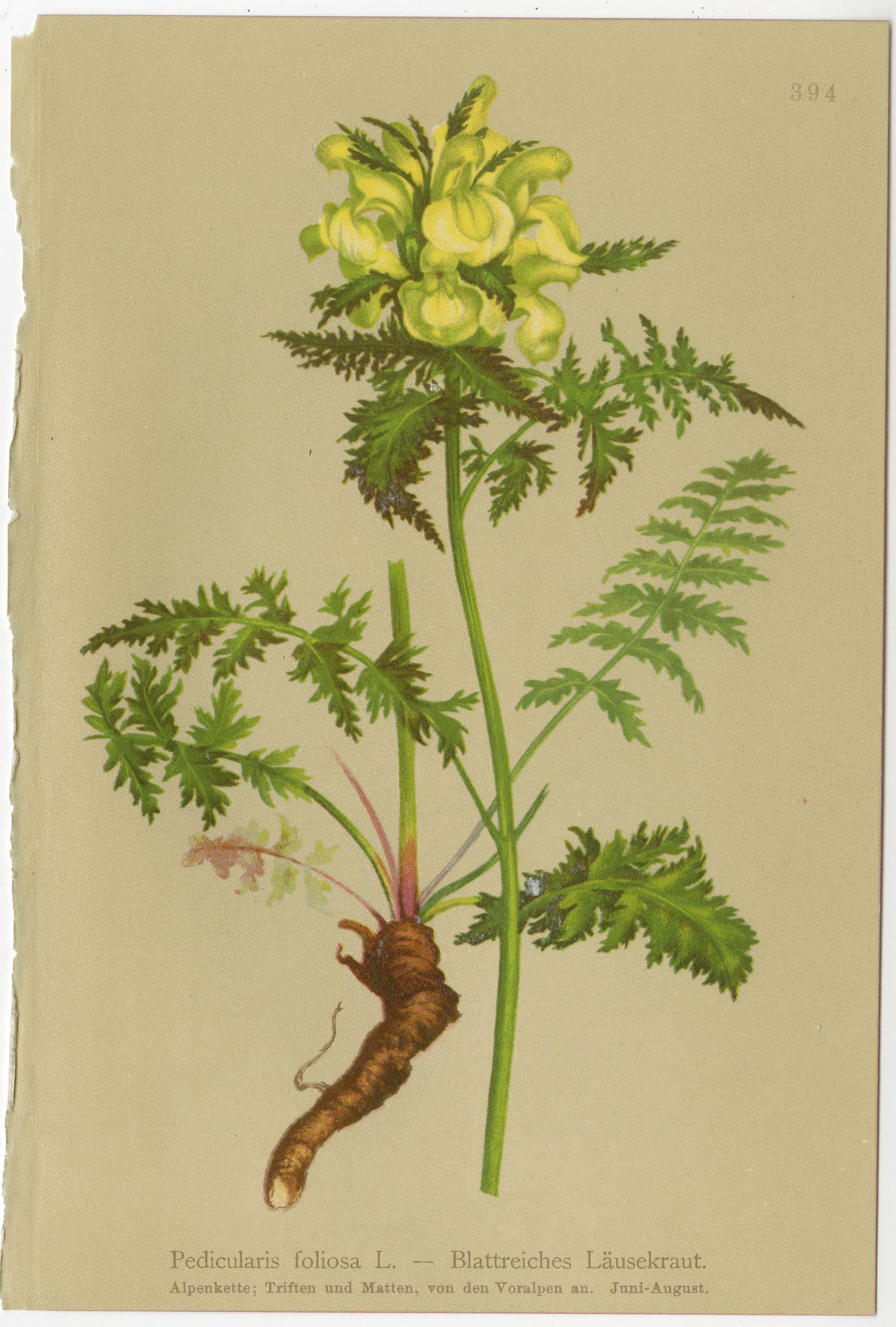 Antique Alpine Botanical Chromolithographs – Set of 4 Small Prints, Germany 1897