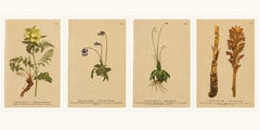 Antique Alpine Botanical Chromolithographs – Set of 4 Small Prints, Germany 1897