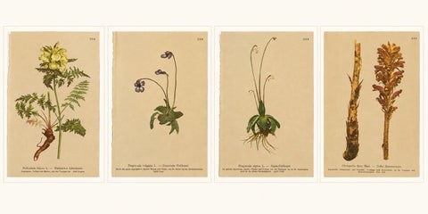 Antique Alpine Botanical Chromolithographs, Set of 4 Small Prints, Germany 1897