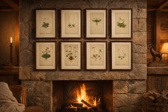 Antique Alpine Flower Prints Set of 8, Elegant Botanical Wall Decor, c.1897