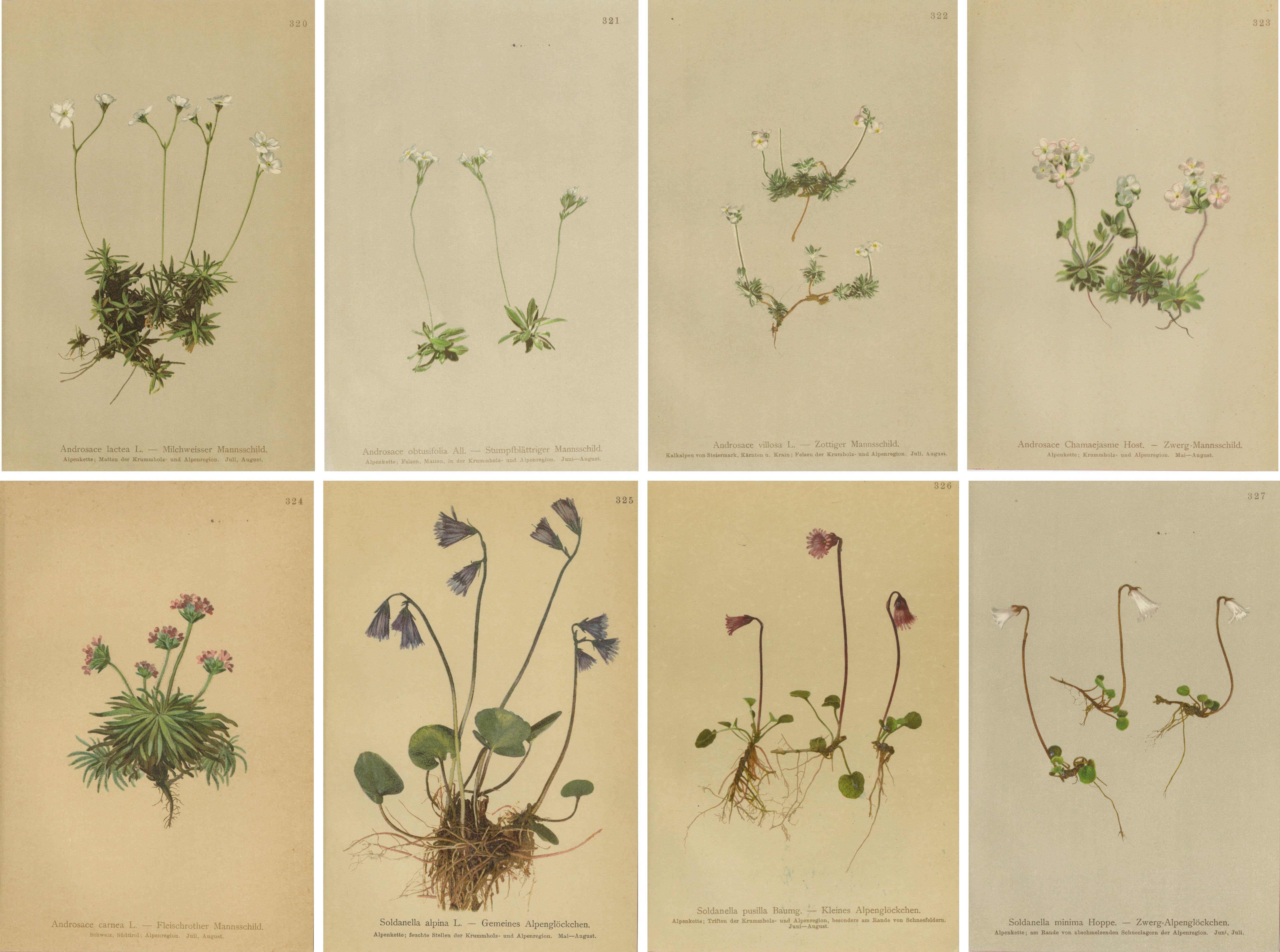 Antico set di 8 stampe di fiori alpini, elegante decorazione botanica da parete, C.C. 1897