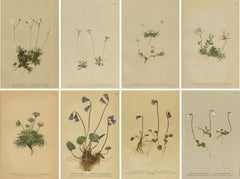 Antique Alpine Flower Prints Set of 8, Elegant Botanical Wall Decor, c.1897