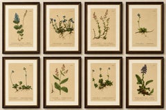 Antique Alpine Speedwell and Wulfenia Small Botanical Prints, Set of 8, 1897
