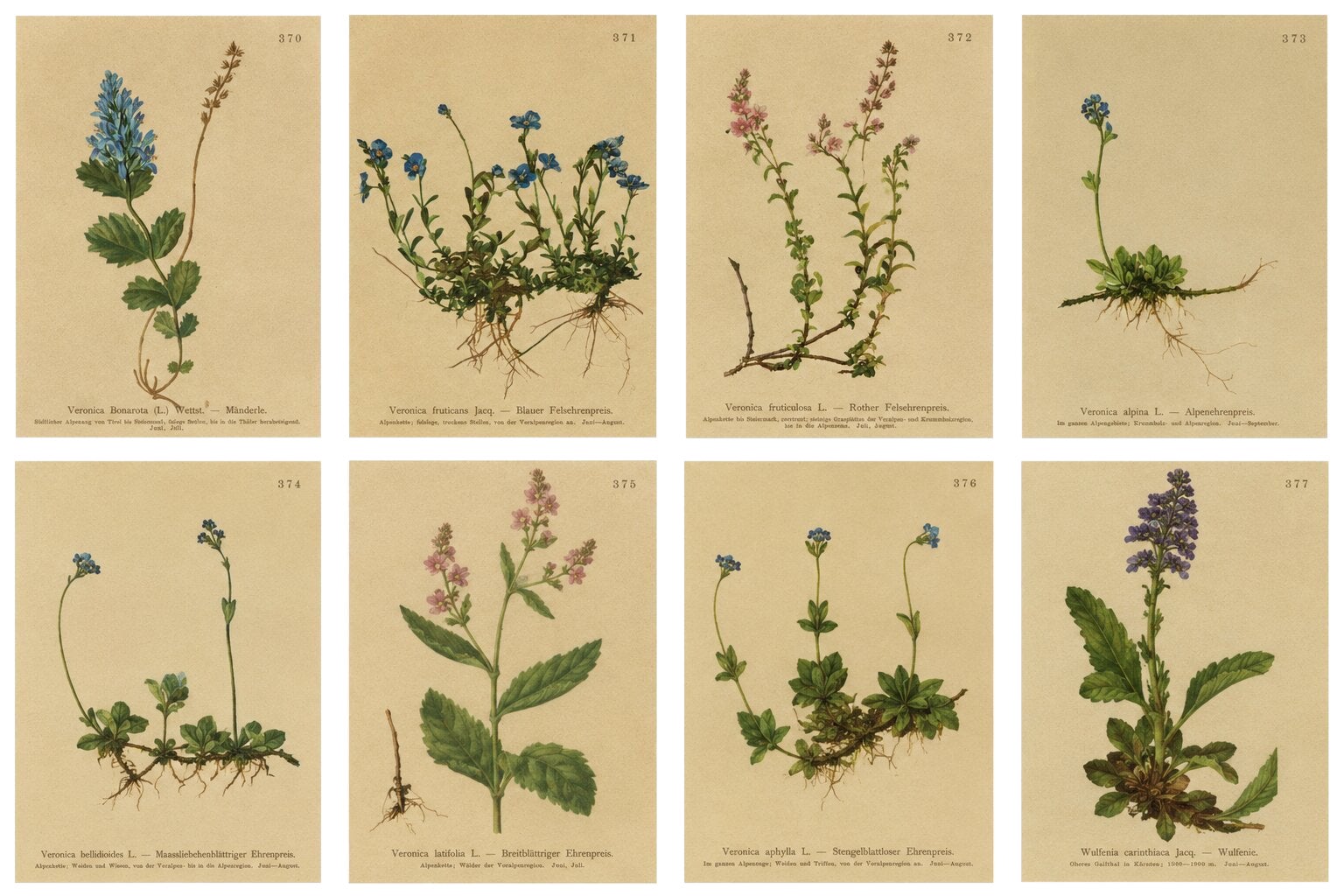 Antique Alpine Speedwell and Wulfenia Small Botanical Prints, Set of 8, 1897