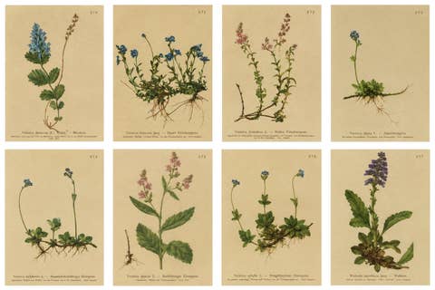 Antique Alpine Speedwell and Wulfenia Small Botanical Prints, Set of 8, 1897