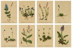 Antique Alpine Speedwell and Wulfenia Small Botanical Prints, Set of 8, 1897