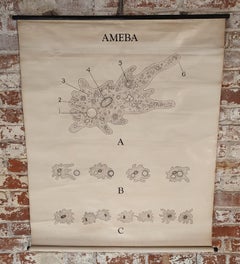 Antique Ameba Educational Wall Chart