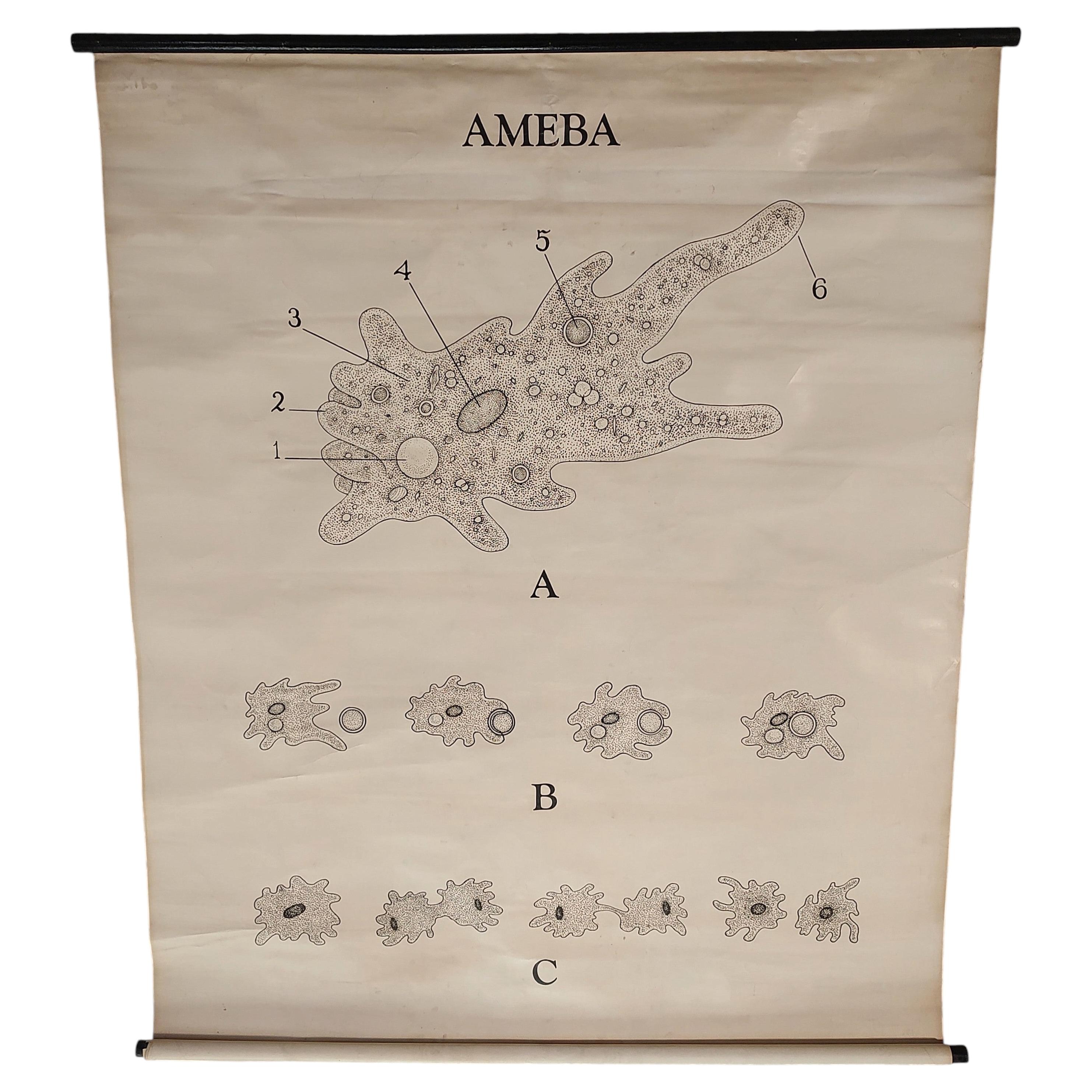 Antike Ameba Educational Wall Chart im Angebot