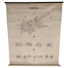 Antique Ameba Educational Wall Chart
