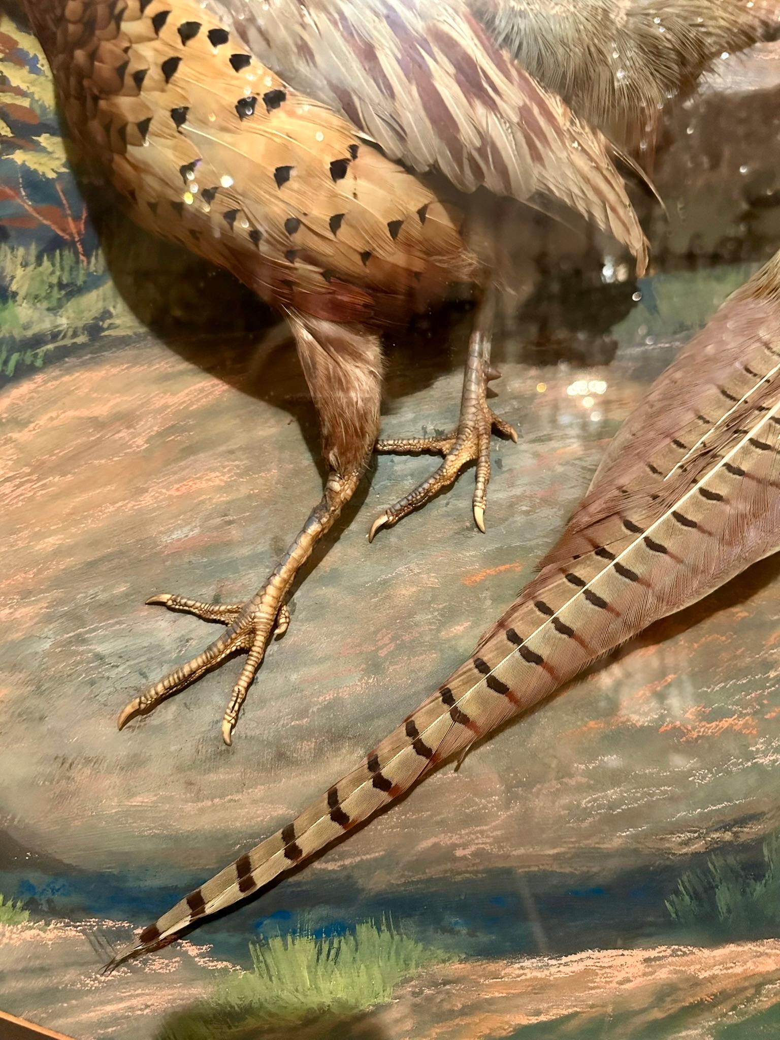 20ième siècle Diorama américain ancien de deux faisans, signé Herman Grieb 1922. en vente