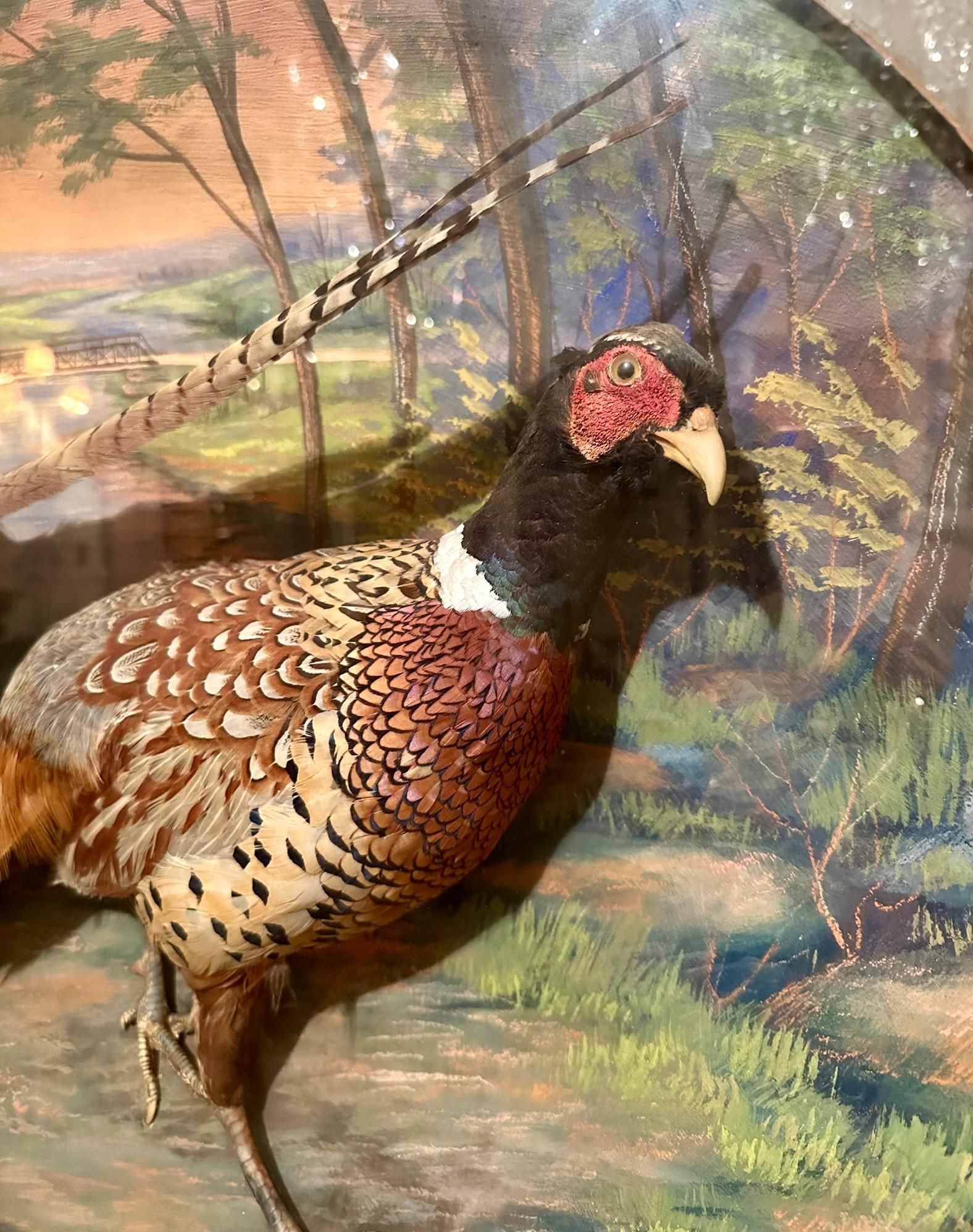 Verre Diorama américain ancien de deux faisans, signé Herman Grieb 1922. en vente