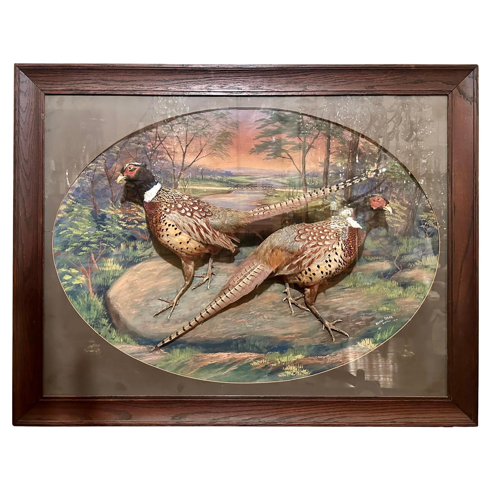 Diorama américain ancien de deux faisans, signé Herman Grieb 1922. en vente