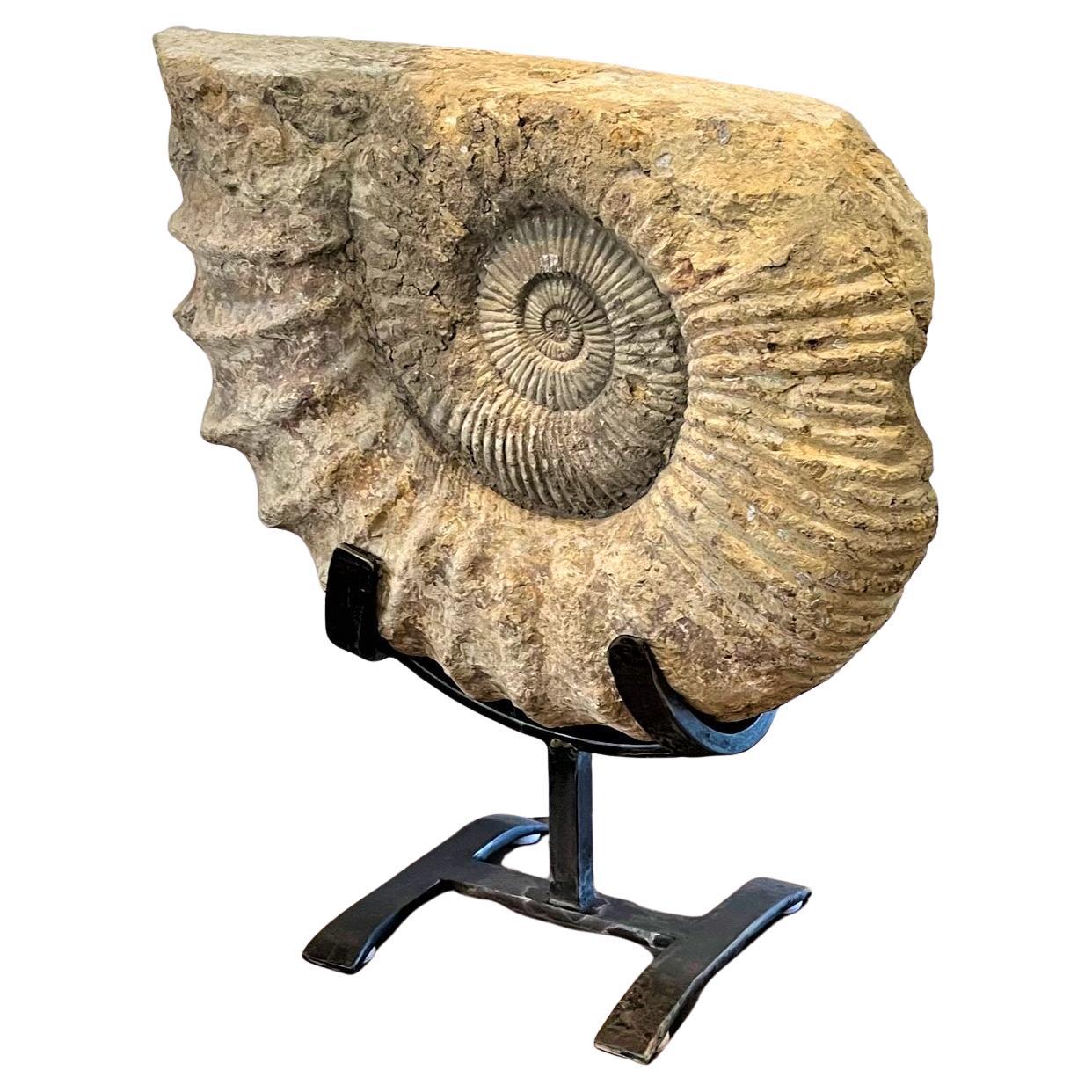 Antique Ammonite on Handcrafted Iron Stand For Sale