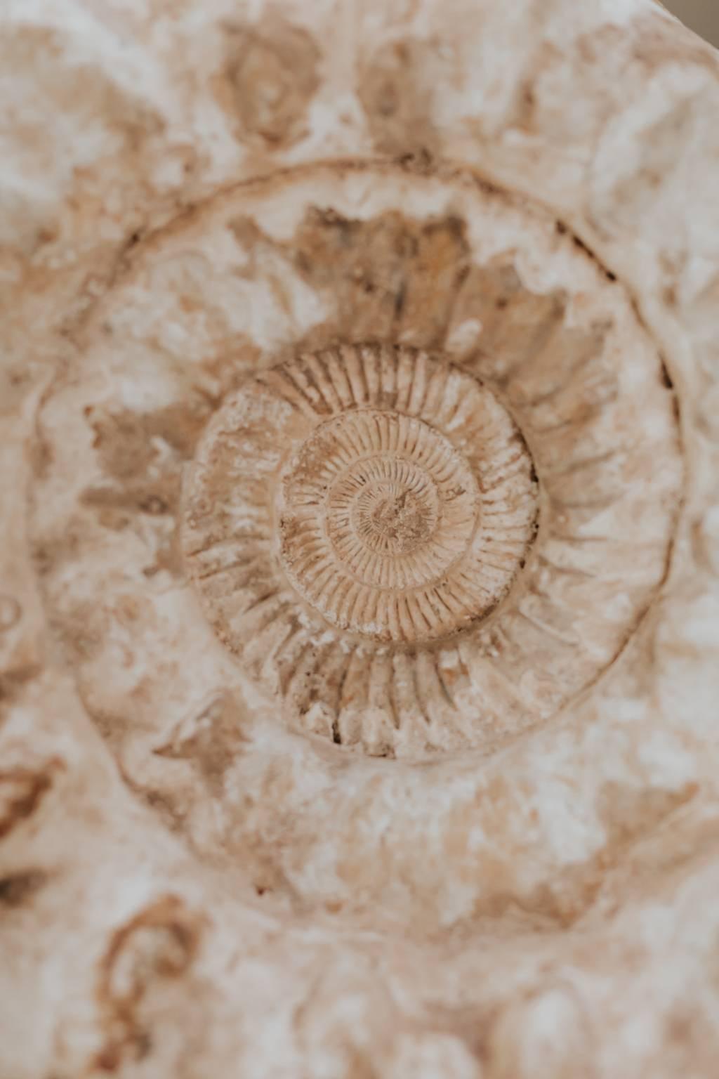 This ammonite was found in Madagascar, Africa, ageless artifact of life.