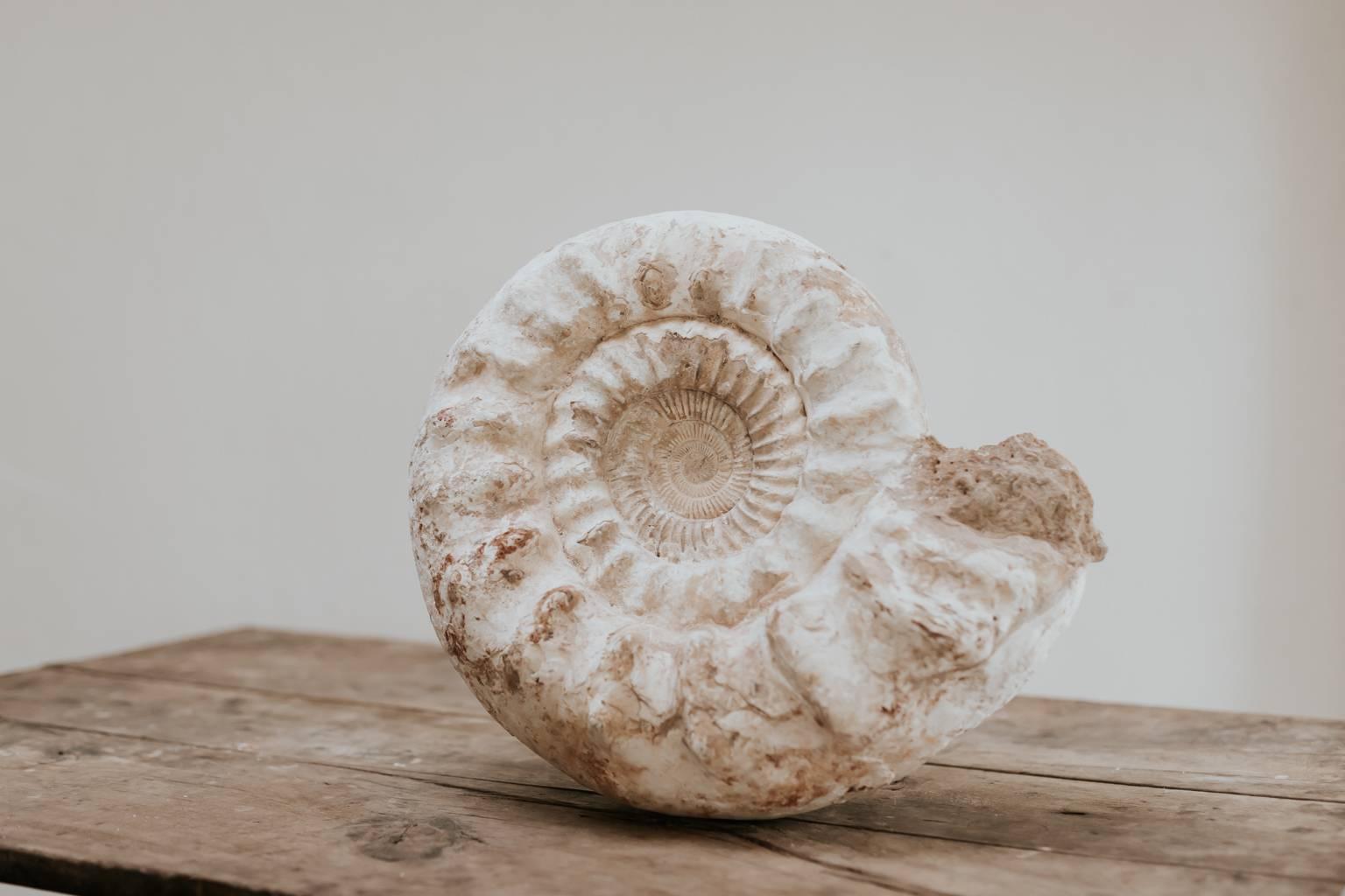 ammonite dinosaur
